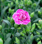  Strandnelke Vesuv - Armeria Maritima