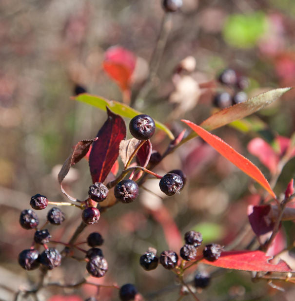  Apfelbeere Brilliant 100-125cm - Aronia Arbutifolia