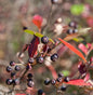  Apfelbeere Brilliant 100-125cm - Aronia Arbutifolia