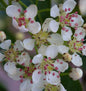  Apfelbeere Hugin 80-100cm - Aronia Melanocarpa