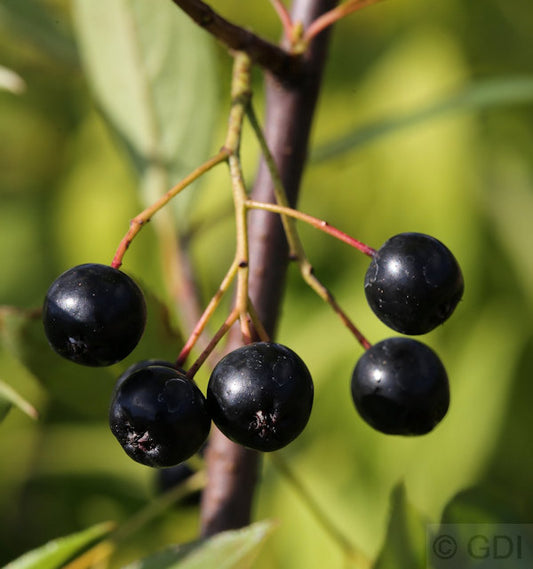  Apfelbeere Nero 40-60cm - Aronia Melanocarpa