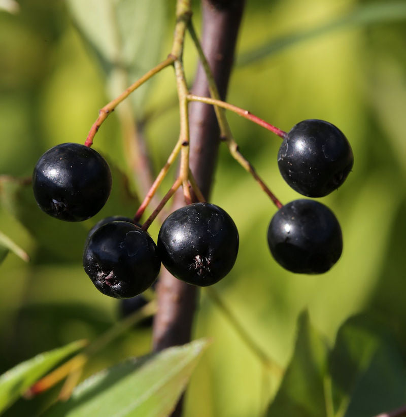  Apfelbeere Nero 100-125cm - Aronia Melanocarpa