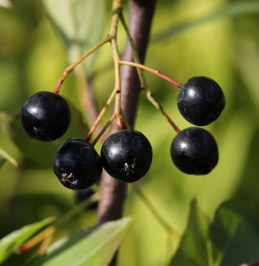 Apfelbeere Nero 100-125cm - Aronia Melanocarpa