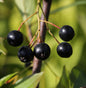  Apfelbeere Nero 100-125cm - Aronia Melanocarpa
