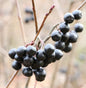  Apfelbeere Viking 80-100cm - Aronia Melanocarpa