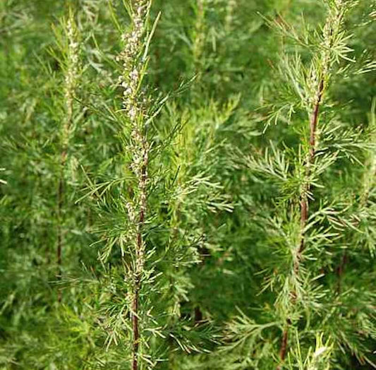  Eberraute Citrina - Artemisia Abrotanum