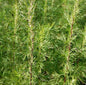  Eberraute Citrina - Artemisia Abrotanum