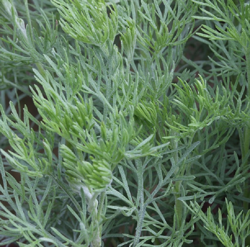  Eberraute Coca Cola - Artemisia Abrotanum