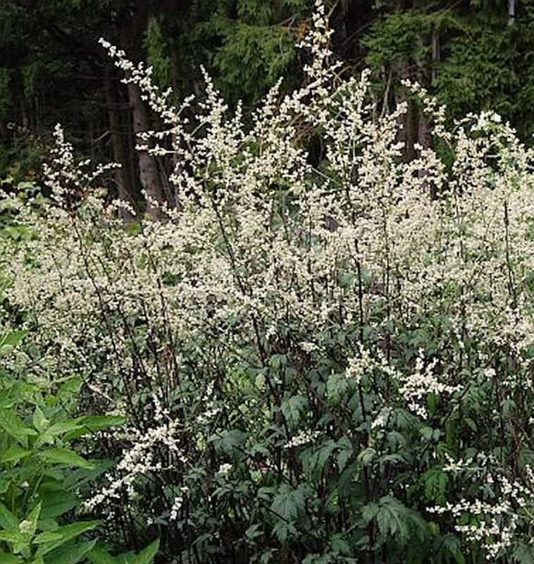  Chinabeifuss Guizhou - Artemisia Lactiflora
