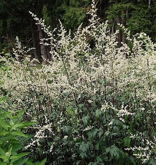  Chinabeifuss Guizhou - Artemisia Lactiflora