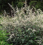 Chinabeifuss Guizhou - Artemisia Lactiflora