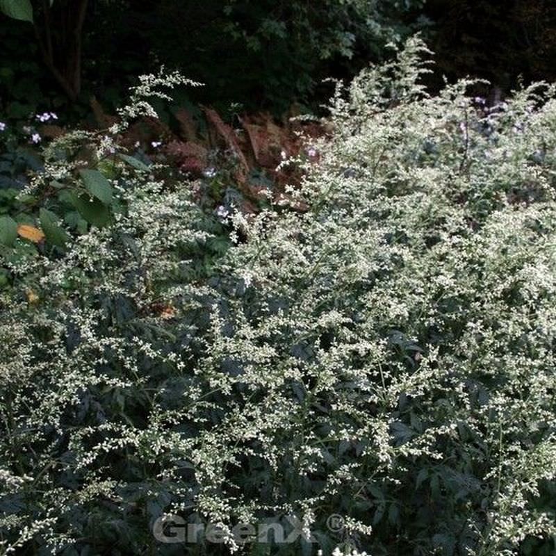  Chinabeifuss - Artemisia Lactiflora