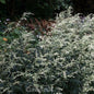  Chinabeifuss - Artemisia Lactiflora