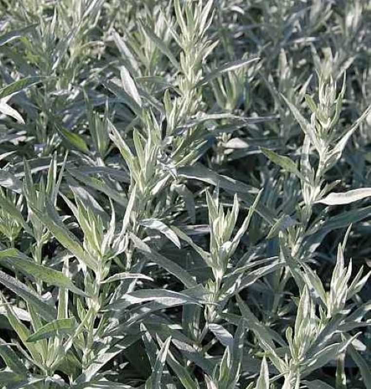  Silber Edelraute Silver Queen - Artemisia Ludoviciana