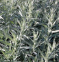  Silber Edelraute Silver Queen - Artemisia Ludoviciana