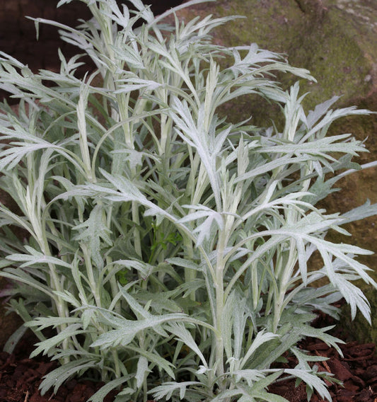  Silber Edelraute Valerie Finnis - Artemisia Ludoviciana