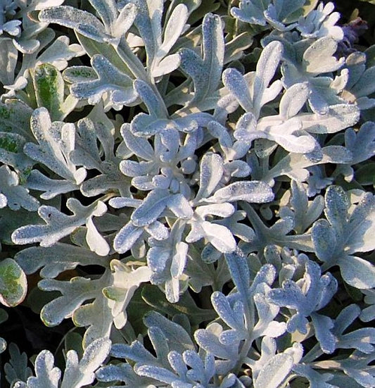  Gabelblatt Boughton Silver - Artemisia Stelleriana