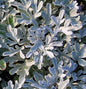  Gabelblatt Boughton Silver - Artemisia Stelleriana