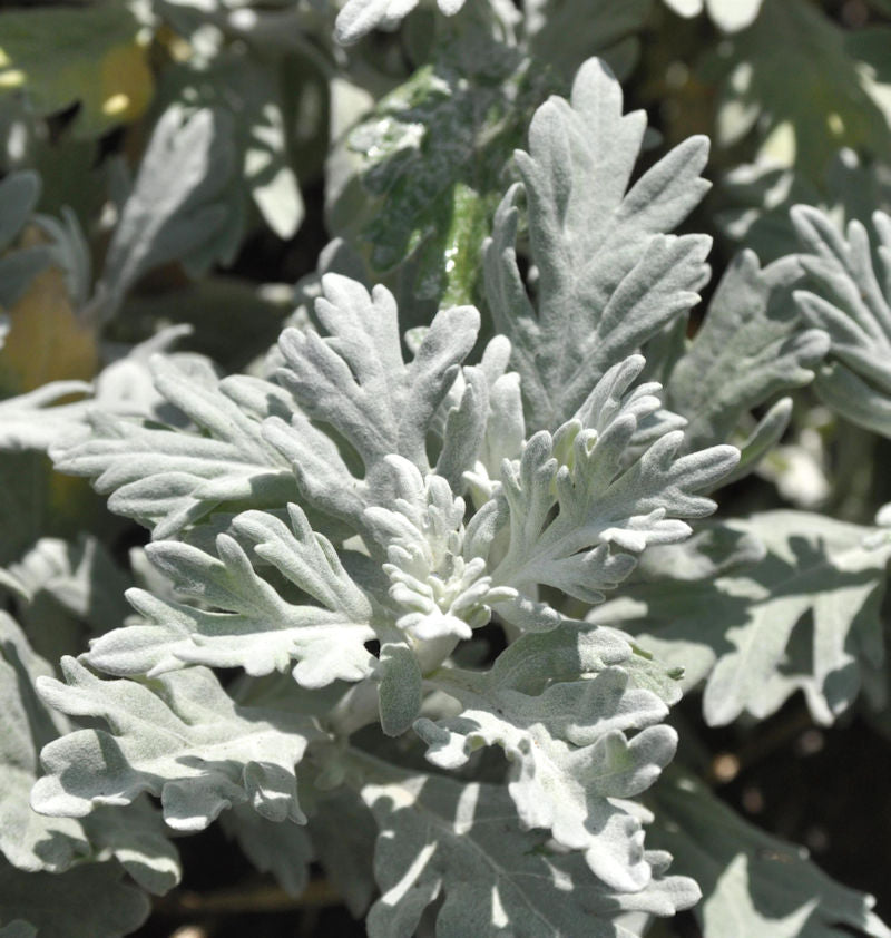  Gabelblatt - Silberraute - Artemisia Stelleriana