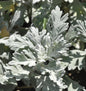  Gabelblatt - Silberraute - Artemisia Stelleriana