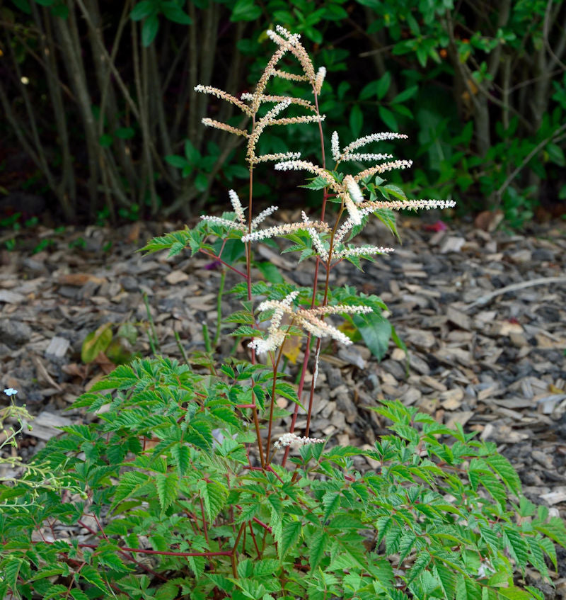  Wald Geißbart Bronze - Aruncus Aethusifolius