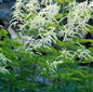  Geißbart Horatio - Aruncus Aethusifolius