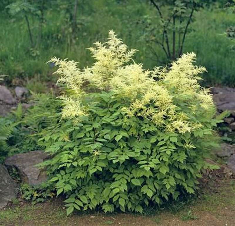  Zwerg Geißbart Noble Spirit - Aruncus Aethusifolius