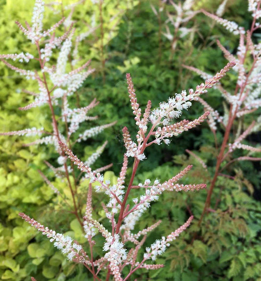  Wald Geißbart Opulenz - Aruncus Aethusifolius