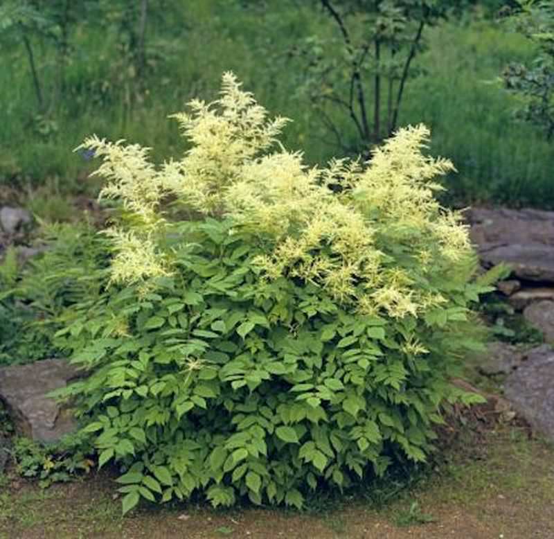  Waldgeißbart Kneifii - Aruncus Dioicus