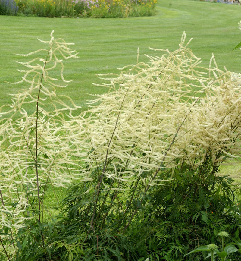  Waldgeißbart Whirlwind - Aruncus Dioicus