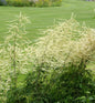  Waldgeißbart Whirlwind - Aruncus Dioicus