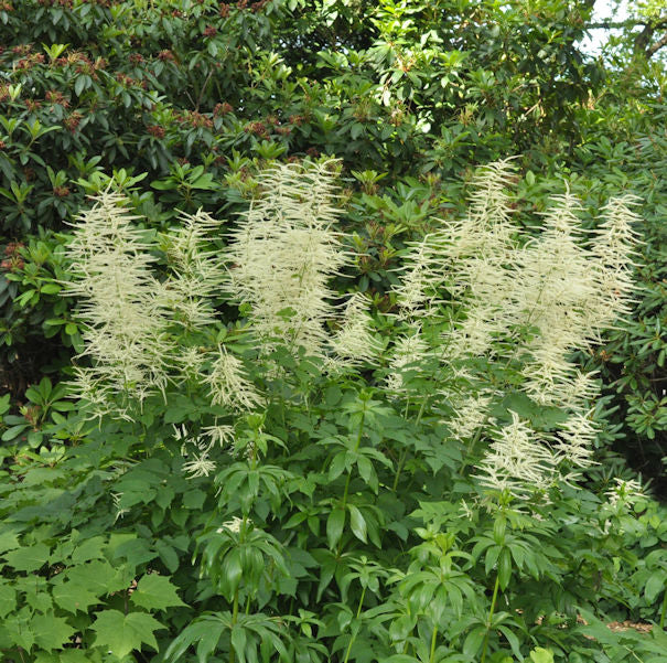  Waldgeißbart - Aruncus Dioicus