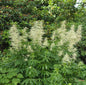  Waldgeißbart - Aruncus Dioicus