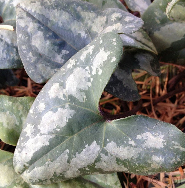  Chinesische Haselwurz - Asarum Splendens