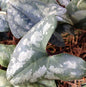  Chinesische Haselwurz - Asarum Splendens