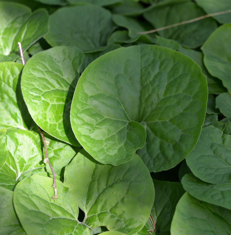  Kanadische Haselwurz - Asarum Canadense