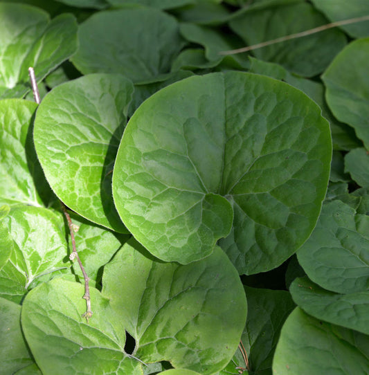  Kanadische Haselwurz - Asarum Canadense