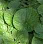 Kanadische Haselwurz - Asarum Canadense