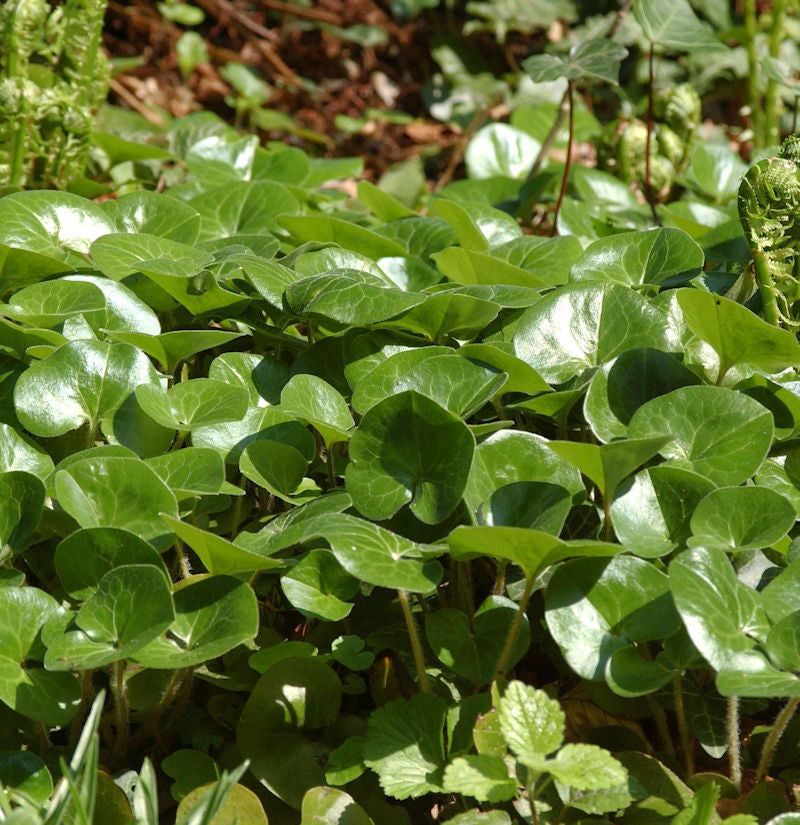  Haselwurz - Asarum Europaeum