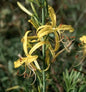  Balkan Junkerlilie - Asphodeline Liburnica