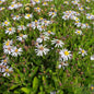  Herbstaster Adustus Nanus - Aster Ageratoides