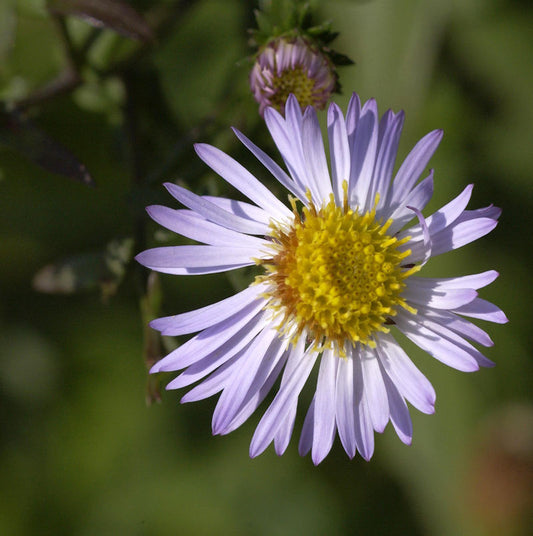  Herbstaster Ezo Murasaki - Aster Ageratoides