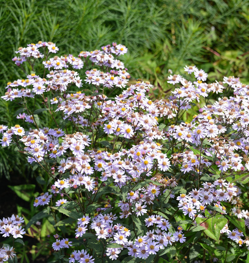  Wild Aster Harry Schmidt - Aster Ageratoides