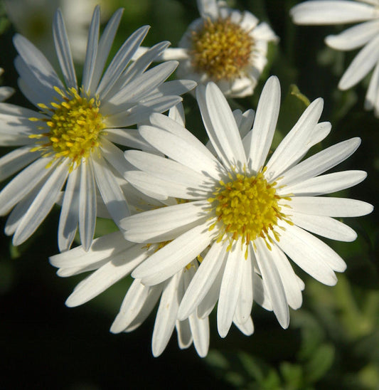  Wild-Aster - Aster Ageratoides