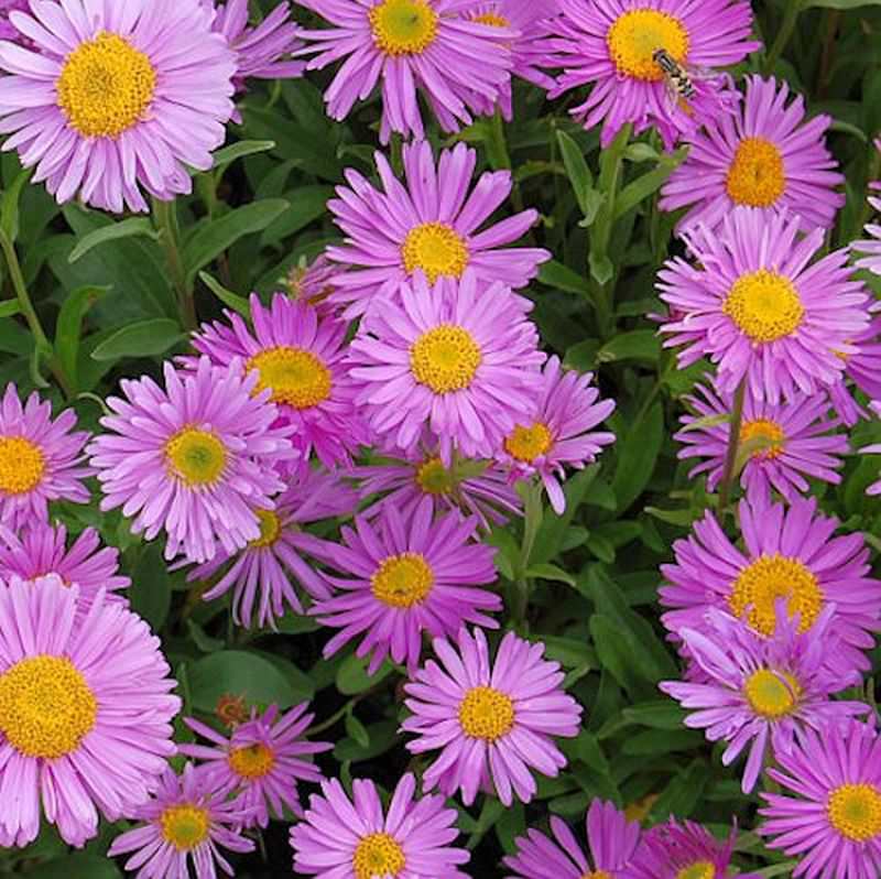  Alpenaster Happy End - Aster Alpinus