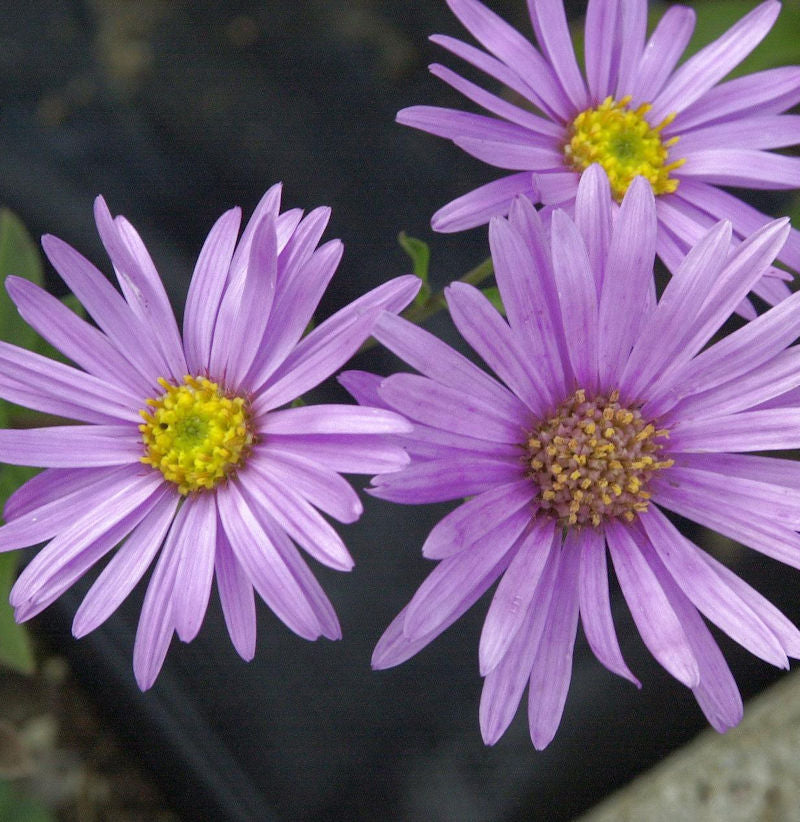  Sommeraster Brilliant - Aster Amellus