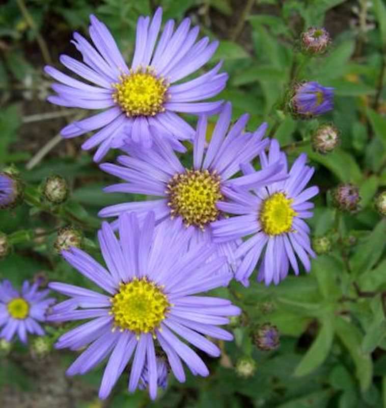  Sommeraster Butzemann - Aster Amellus