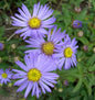  Sommeraster Butzemann - Aster Amellus