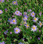  Sommeraster Dr. Otto Petschek - Aster Amellus