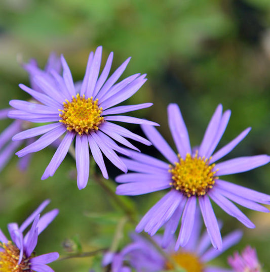  Sommeraster Glücksfund - Aster Alpinus